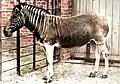 サバンナシマウマ（クアッガ）