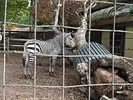 シマウマ舎(令和元年房総半島台風の時に倒木があった)