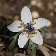 小さな花弁の先が2裂し、裂片の先端が黄橙色の蜜腺になっている。花弁が5個のもの。
