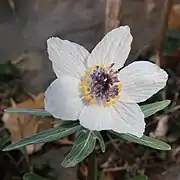 花弁が9個のもの（花弁の先が2裂するため、黄橙色の先端は18個に見える）。