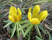 Eranthis hyemalis