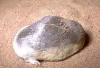 サバクキンモグラ