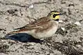 ハマヒバリE. alpestris