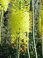 Eremurus stenophyllus
