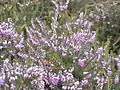 E. herbacea