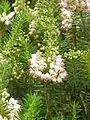 E. vagans