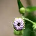 蕾