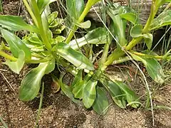 根出葉は開花期にもロゼット状で宿存する。中間の茎葉は有柄で、葉身はへら形から線状倒披針形、縁は全縁、基部はくさび形から円形、先端は微突頭になる。