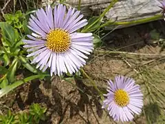 舌状花は3列、淡い紫色で、ほとんど無毛。中心部の筒状花は黄色。