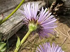 花柄は茎、枝と同様の軟毛が生える。総苞は半球形、総苞片は3-4列、軟毛が生え、白色の長毛と黄色の短毛が混生する。