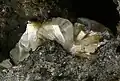 でエリオナイトヴェネト