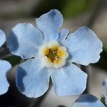 花冠は深く5裂する
