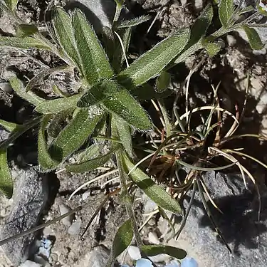 ロゼット状の根生葉、茎葉は互生する茎と葉に白い剛毛が密生する
