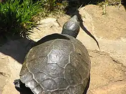 マダガスカルヨコクビガメE. madagascariensis