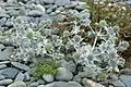 E. maritimum