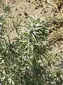 E. variifolium