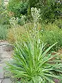 Eryngium yuccifolium