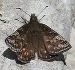 オス