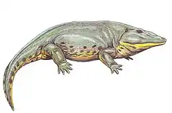 Eryops megacephalusペルム紀後期のアメリカで非常に繁栄した半水生種。全長2メートル。