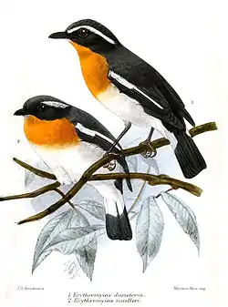 ErythromyiasKeulemans