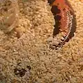 床材に潜る本種