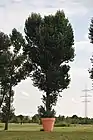 フェアザッツシュテュック