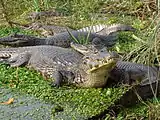 パラグアイカイマン (Caiman yacare)