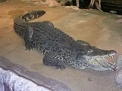 キューバワニ