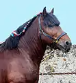 一部に飾り紐を交えながらのフランス式プラットを施された馬の鬣(たてがみ)(cf. en)