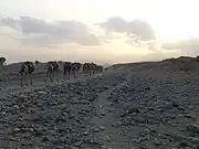 砂漠を運ぶ。政府が運営する塩の倉庫を目指す。砂漠で夜をむかえるので、人は眠りラクダも休ませるために塩の板を一旦背中からおろしてやり、翌朝になったらまたラクダの背に積み、倉庫を目指す。