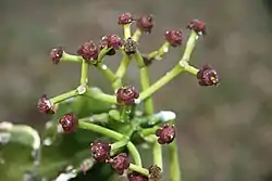 タナガワトウダイグサ（E. tanaensis）