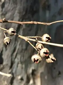 果実。