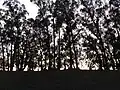 ユーカリの防風林アメリカ合衆国カリフォルニア州サンレアンドロ。