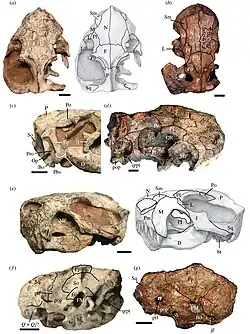ユーシャンベルジアの復元図