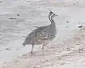 ミコシギダチョウE. formosa