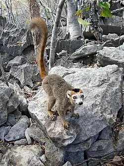 カンムリキツネザル
