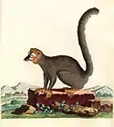 Eulemur mongoz（マングースキツネザル）