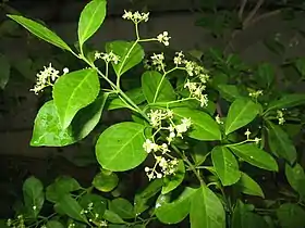 ヒメマサキ（花）