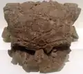 頭骨