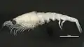 ツノナシオキアミEuphausia pacifica