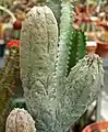 ユーフォルビア・アブデルクリ（Euphorbia abdelkuri）