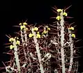 ユーフォルビア・アエルギノサ（Euphorbia aeruginosa）