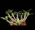 エウフォルビア・アンボヴォンベンスィス（Euphorbia ambovombensis）
