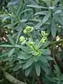 Euphorbia anachoreta
