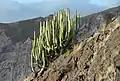 ユーフォルビア・カナリエンシス（E. canariensis）