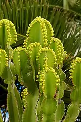開花時。スペインのランサローテ島における栽培品。