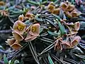 ユーフォルビア・キリンドリフォリア（E. cylindrifolia）