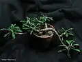 ユーフォルビア・デカリー（E. decaryi）