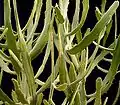 ユーフォルビア・クシロフィロイデス（E. xylophylloides）