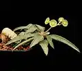 ユーフォルビア・フランコイシー（E. francoisii）